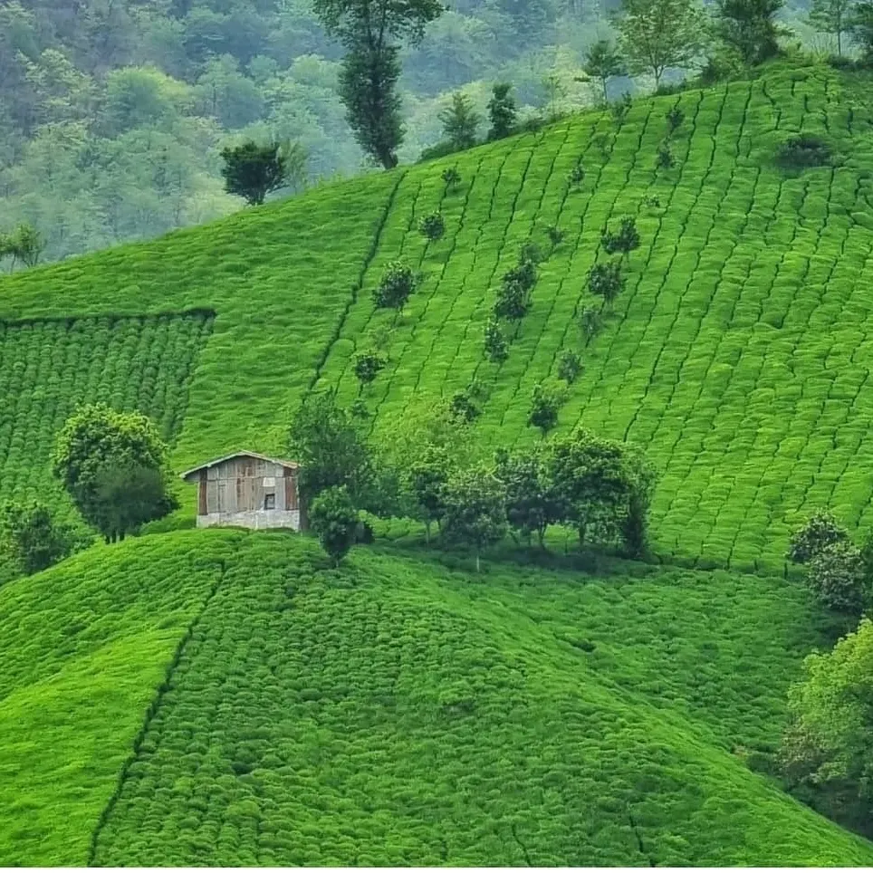 خرید چای خاکه