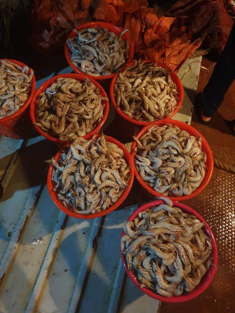 فروش عمده میگو پرورشی بوشهر