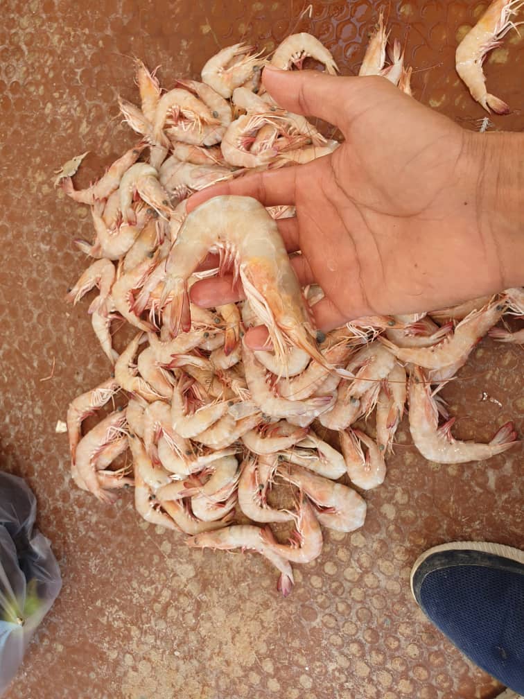 خرید عمده و ارزان میگوی صورتی بوشهر