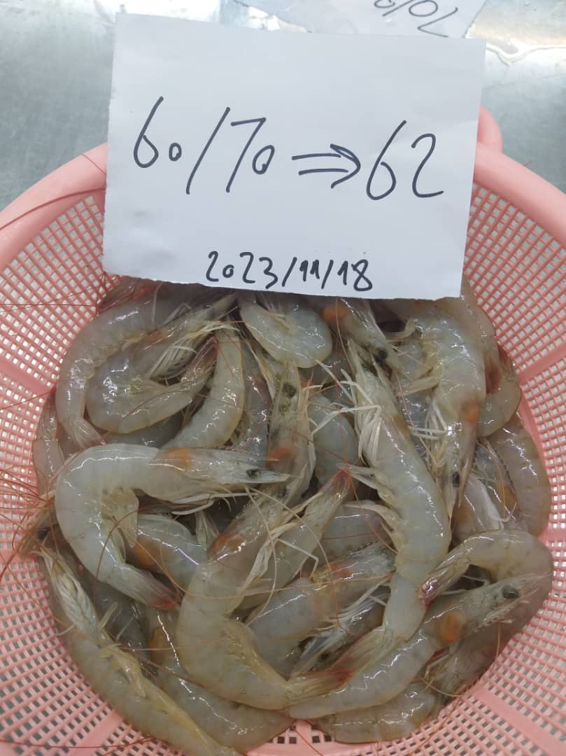 خرید به صرفه میگوی صادراتی