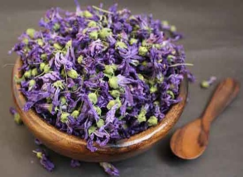 خرید گل ختمی + قیمت باور نکردنی