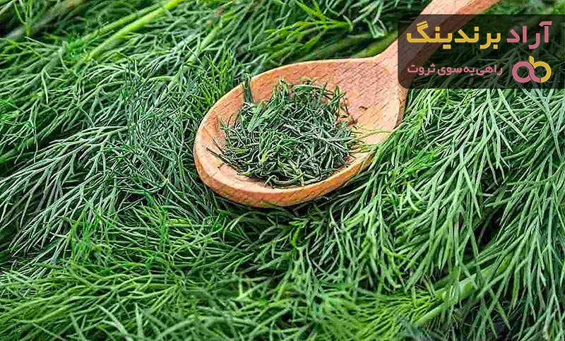 خرید گیاه شوید + قیمت باور نکردنی