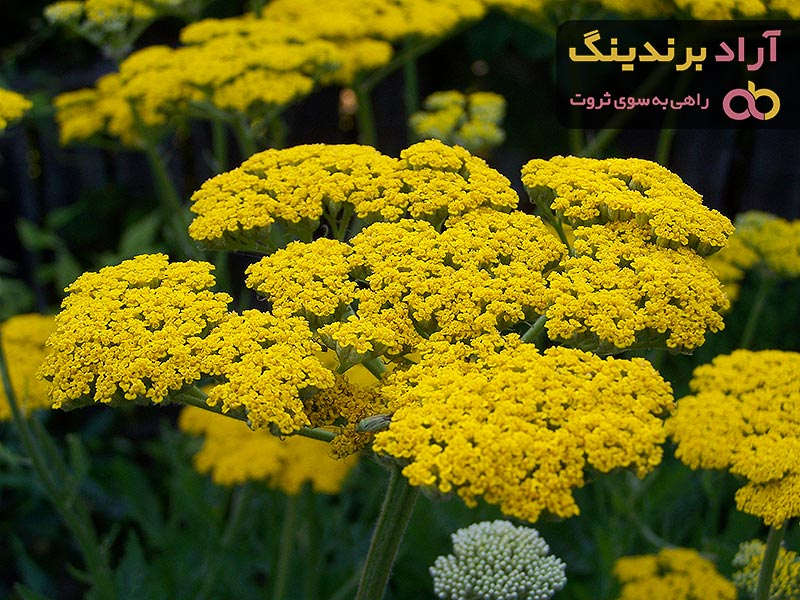 خرید گیاه دارویی بومادران + عمده