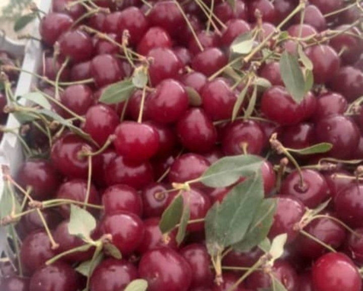 خرید آلبالو ارومیه با شاخه