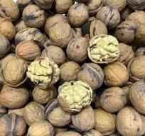 گردوی چرب چهارمحال و بختیاری + خرید عمده