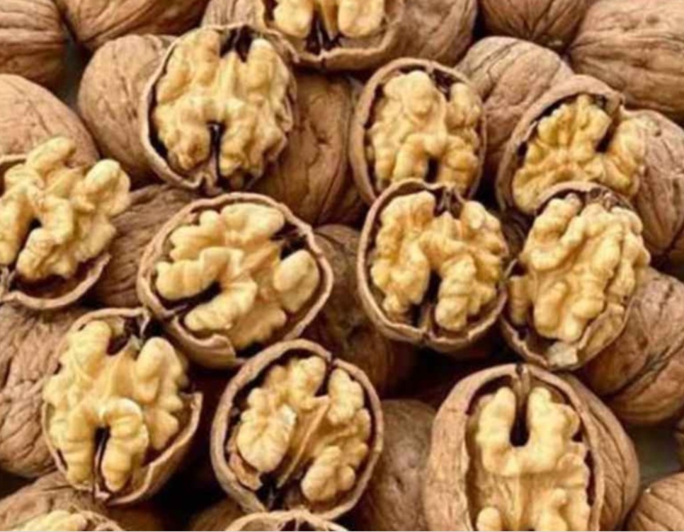 قیمت روز گردو ایرانی پوست کاغذی برای صادرات