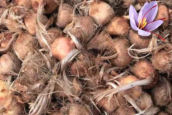 فروش ریشه پیاز زعفران+ قیمت خرید به صرفه