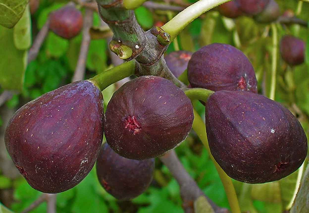 فروش انجیر سیاه صادراتی + قیمت خرید به صرفه