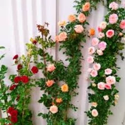 گل رز ساناز رونده عالی