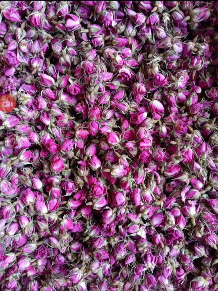 غنچه گل محمدی کرمان باقیمت مناسب