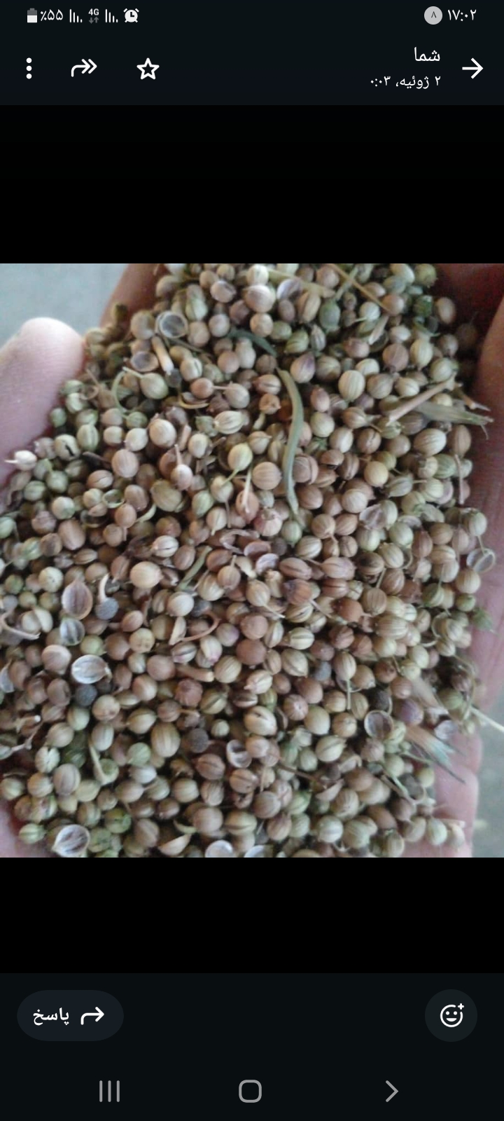 خرید آسان بذر گشنیز