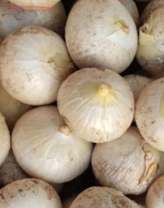 موسیر خرید آسان