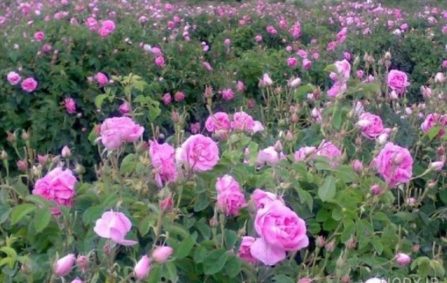 خرید عمده گل محمدی بدون واسطه + خواص گل محمدی