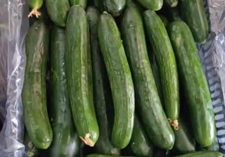 خرید خیار گلخانه ای خطی یزد