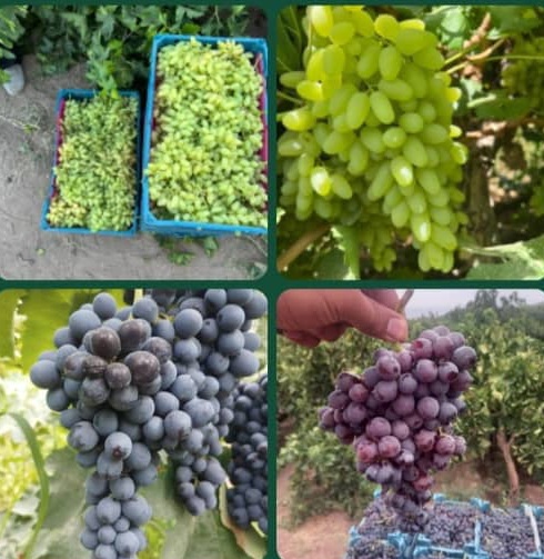 فروش انگور بیدانه پیکامی کاشمر