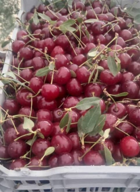 فروش ویژه آلبالو تازه چین ارومیه با شاخه