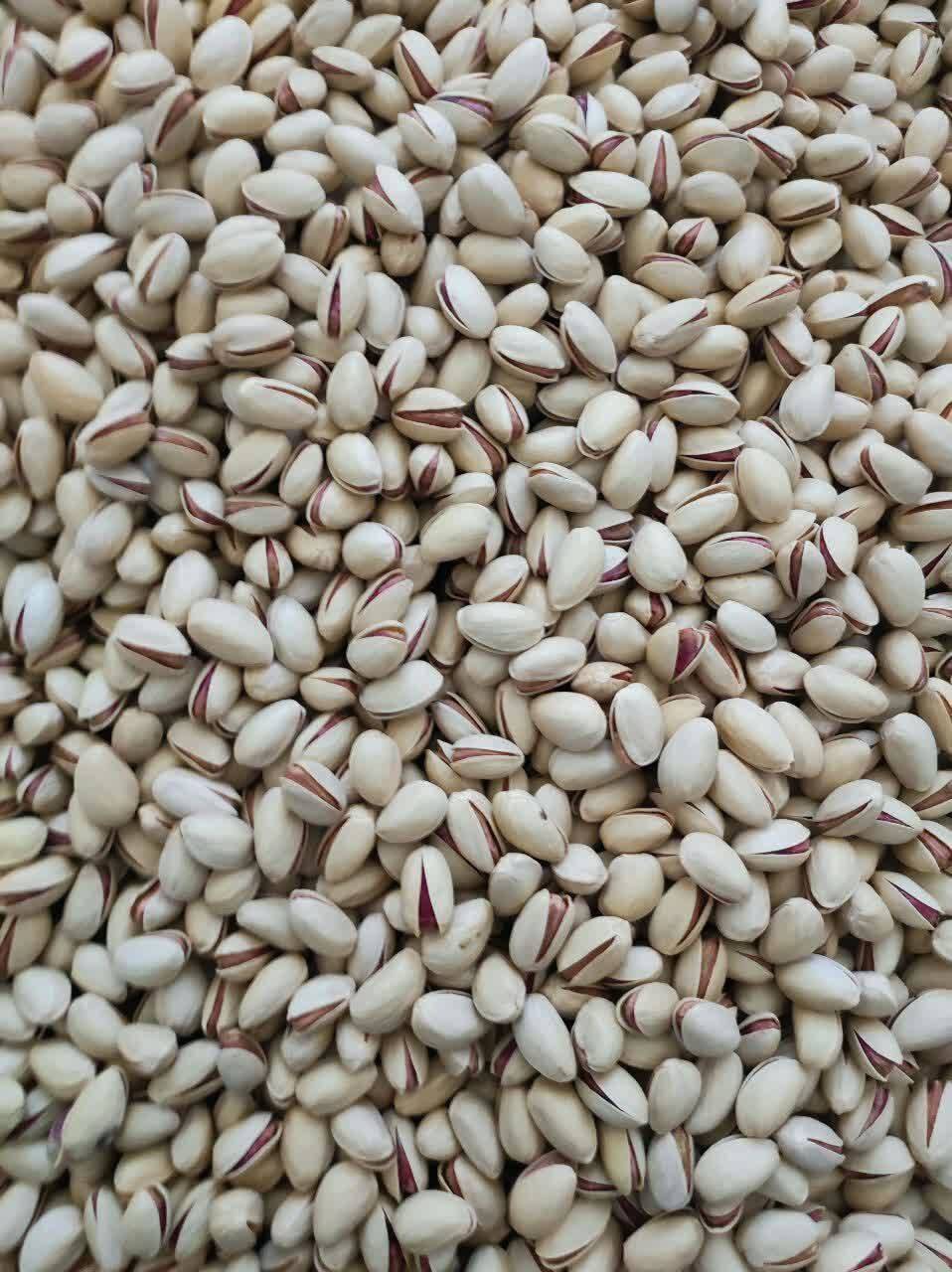 خرید و قیمت پسته تازه + فروش عمده