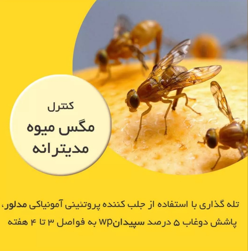 خرید جلب کننده مگس مدیترانه