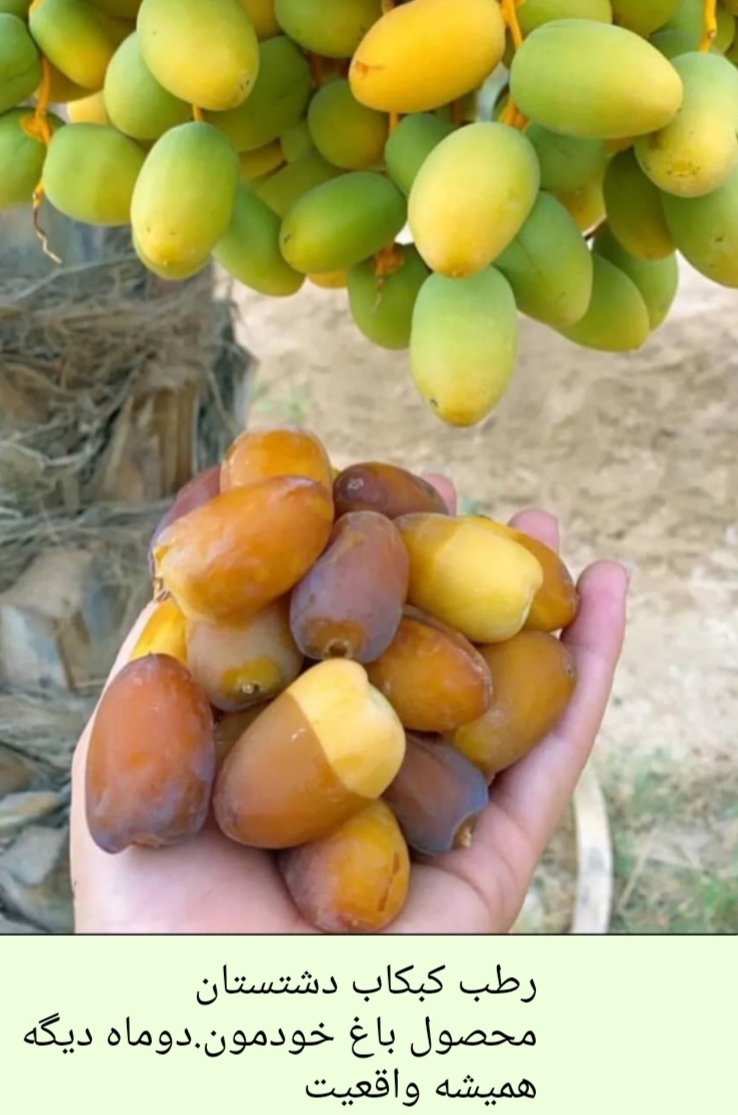 رطب و خرمای کبکاب بوشهر دشتستان