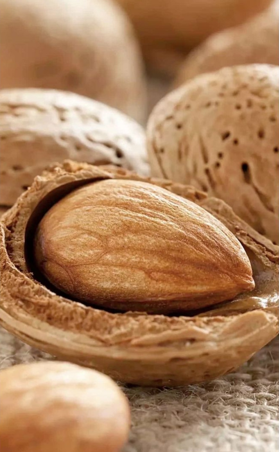 خرید و فروش عمده بادام درختی