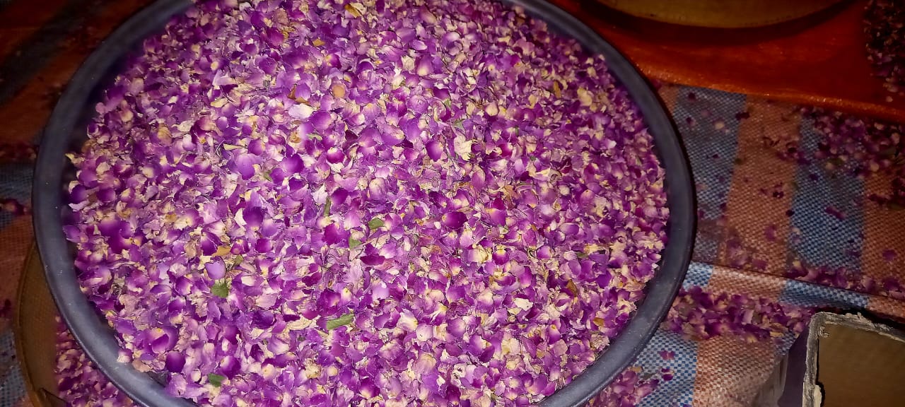 انواع پر گل محمدی دارابی