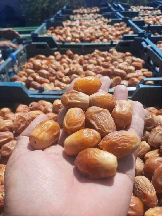 خرما زاهدی صادراتی