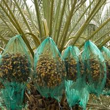 قیمت توری محافظ خرما