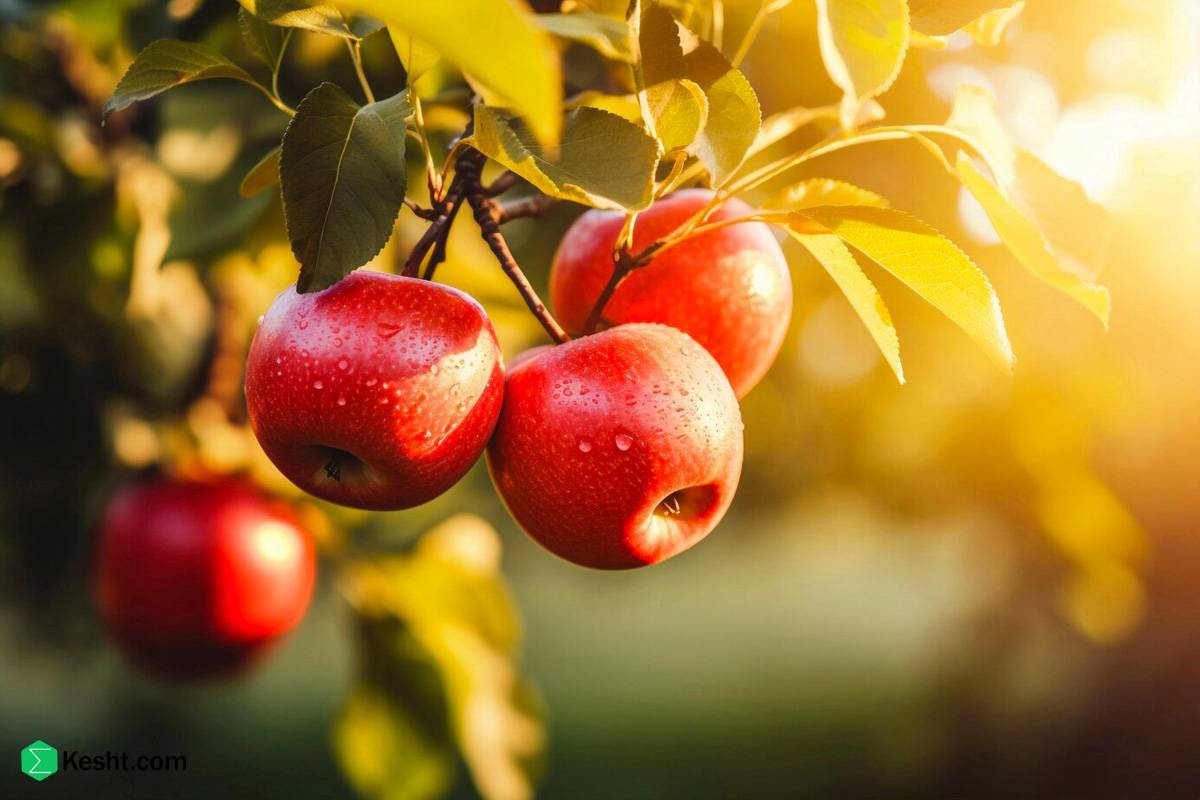 تصویر 4 از سیب مجلسی پاکوتاه ارومیه