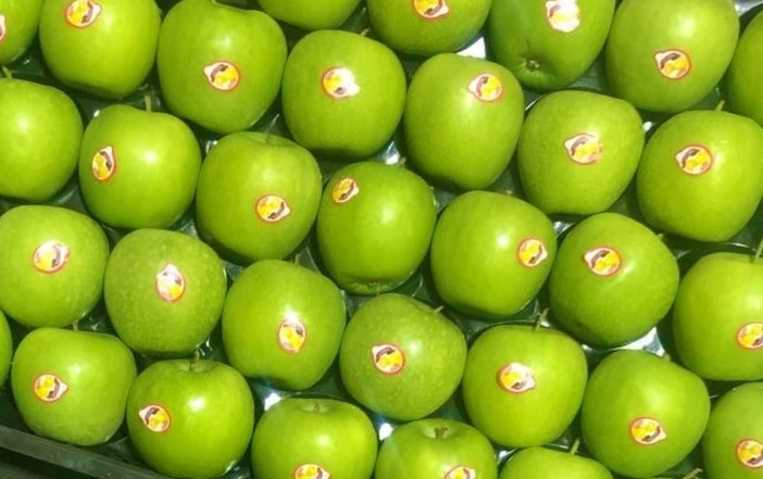 تصویر 4 از سیب سبز ارومیه مستقیم از باغدار