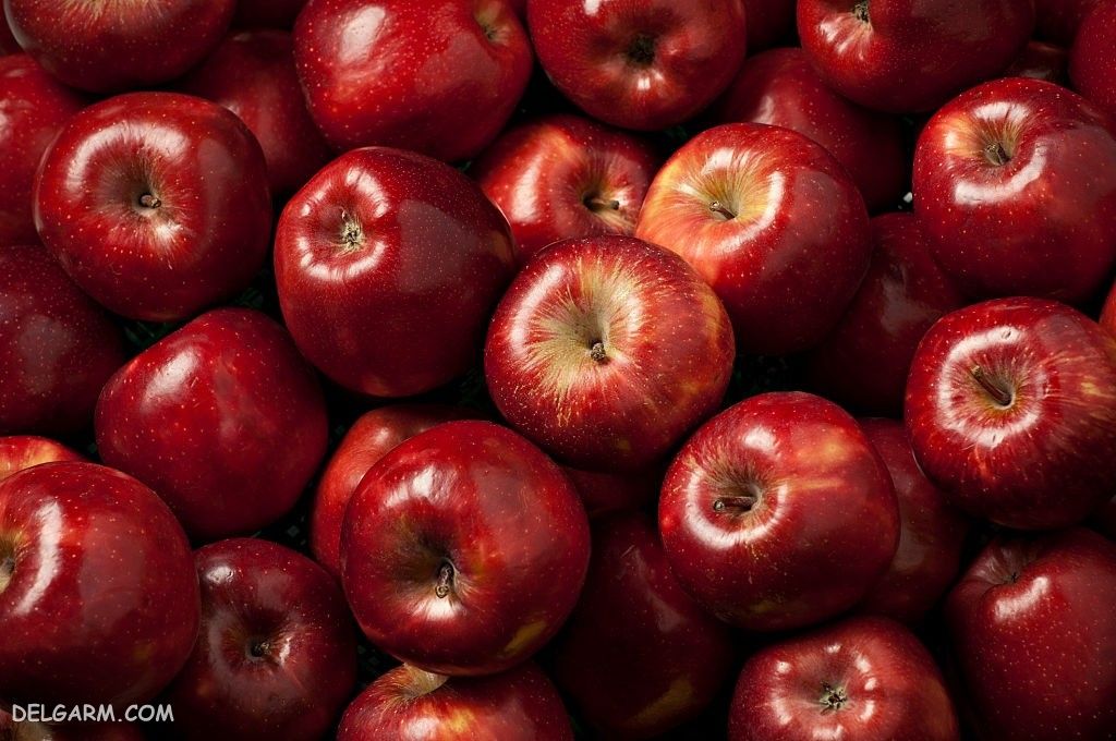 خرید و قیمت سیب از باغدار اشنویه