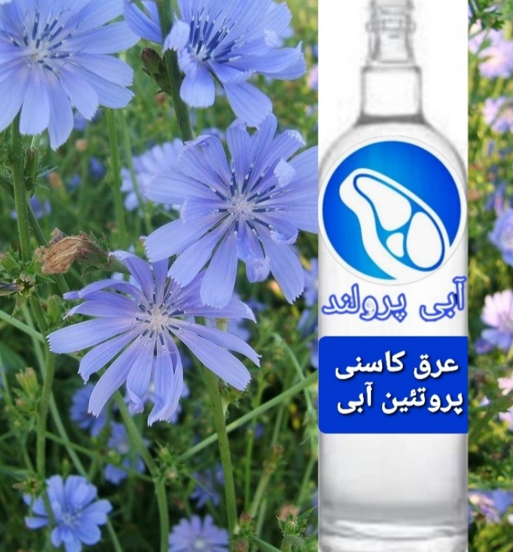 قیمت ارزان عرق کاسنی برای کبد