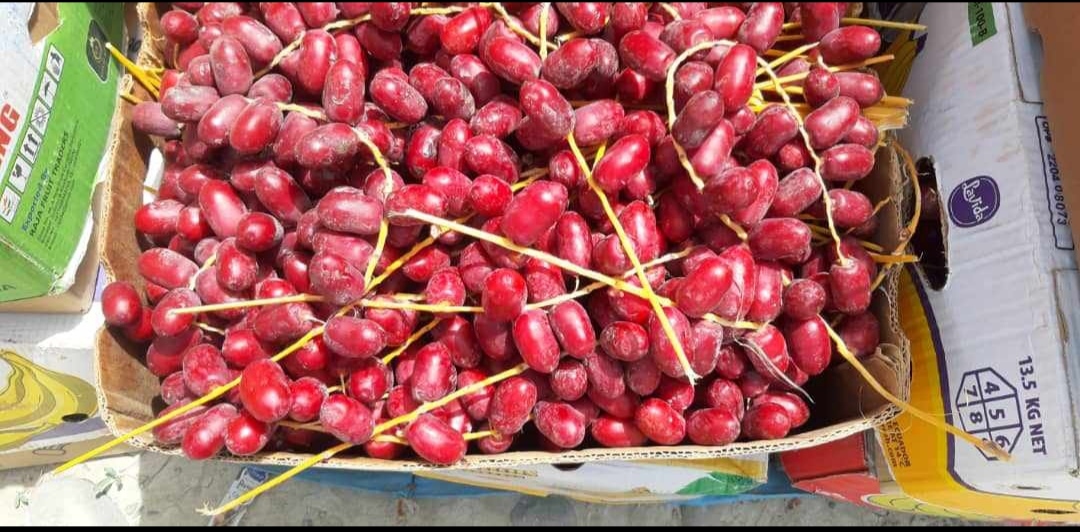 خارک قرمز خرمای مضافتی بلوچستان + باکیفیت وارزان