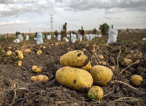 سیب زمینی ممتاز قیمت
