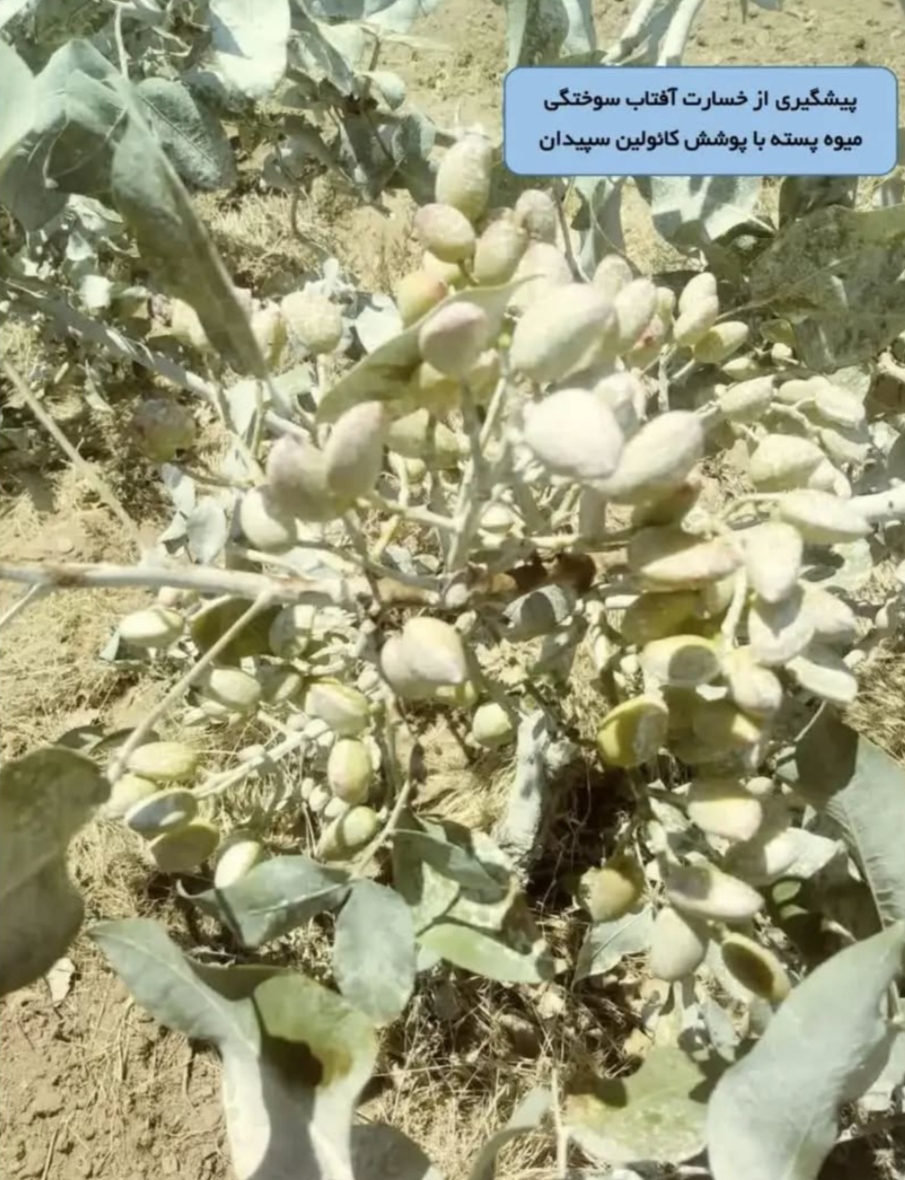 فروش کنترل کننده آفتاب سوختگی گیاهان