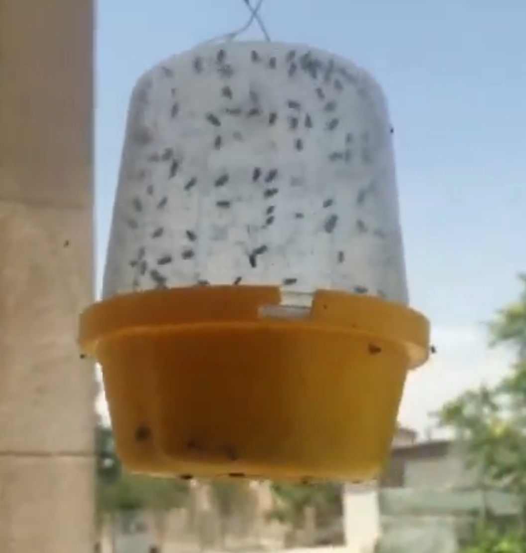 تله مگس خانگی خرید