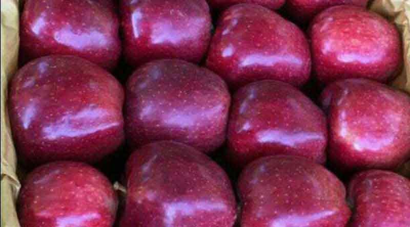 قیمت سیب درختی کیلویی ارومیه با فروش فوق العاده
