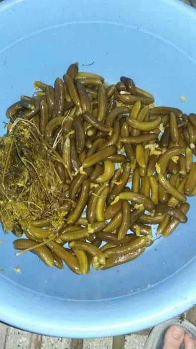 قیمت خرید خیارشور ویژه فیتدار