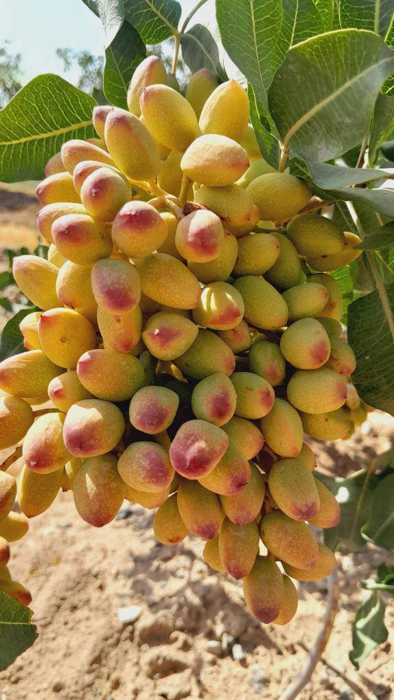 قیمت خرید پسته کله قوچی خام + فروش ویژه