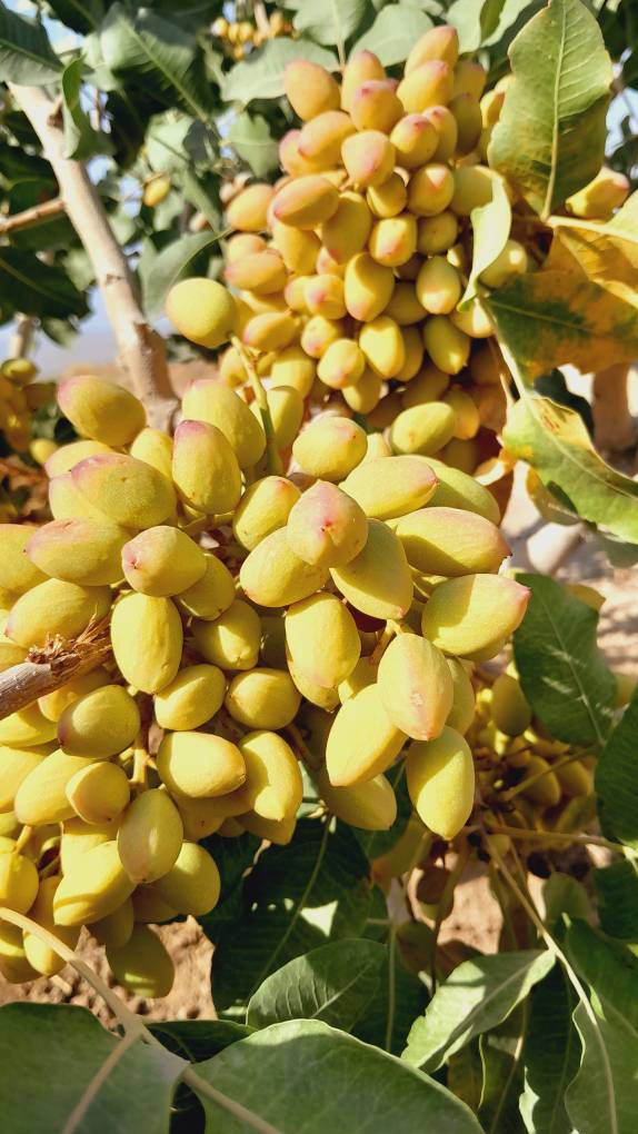 قیمت خرید پسته کله قوچی رفسنجان عمده به صرفه و ارزان