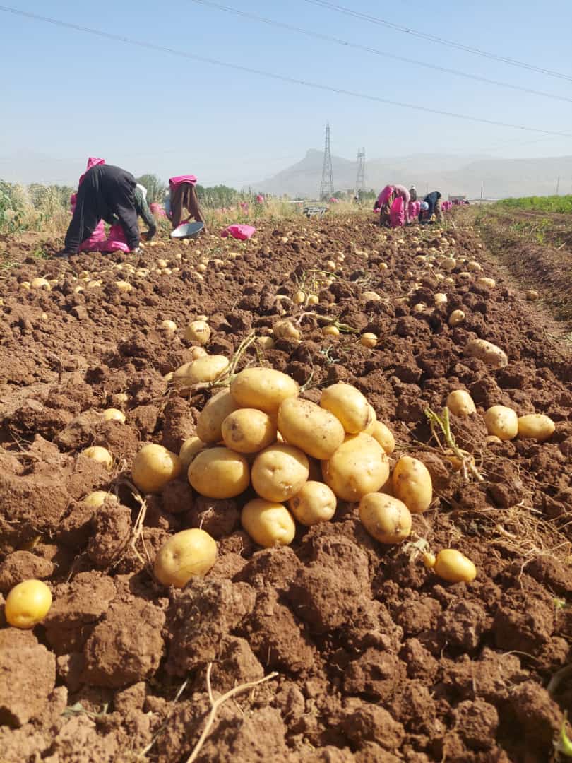 سیب زمینی کلمبا همدان