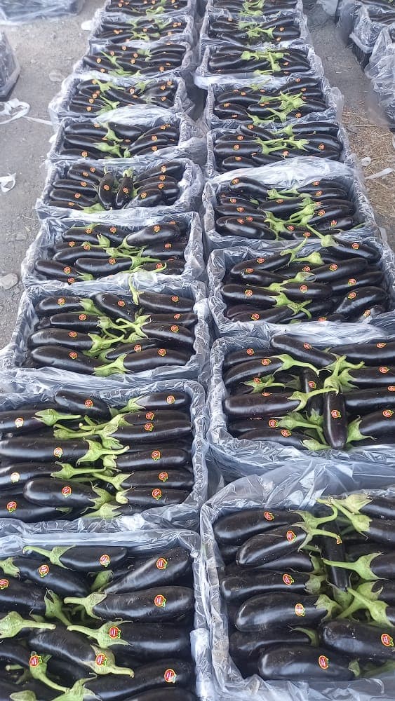 فروش بادمجان صادراتی به عراق