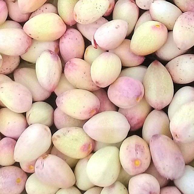 قیمت پسته تازه مشهد + خرید باور نکردنی