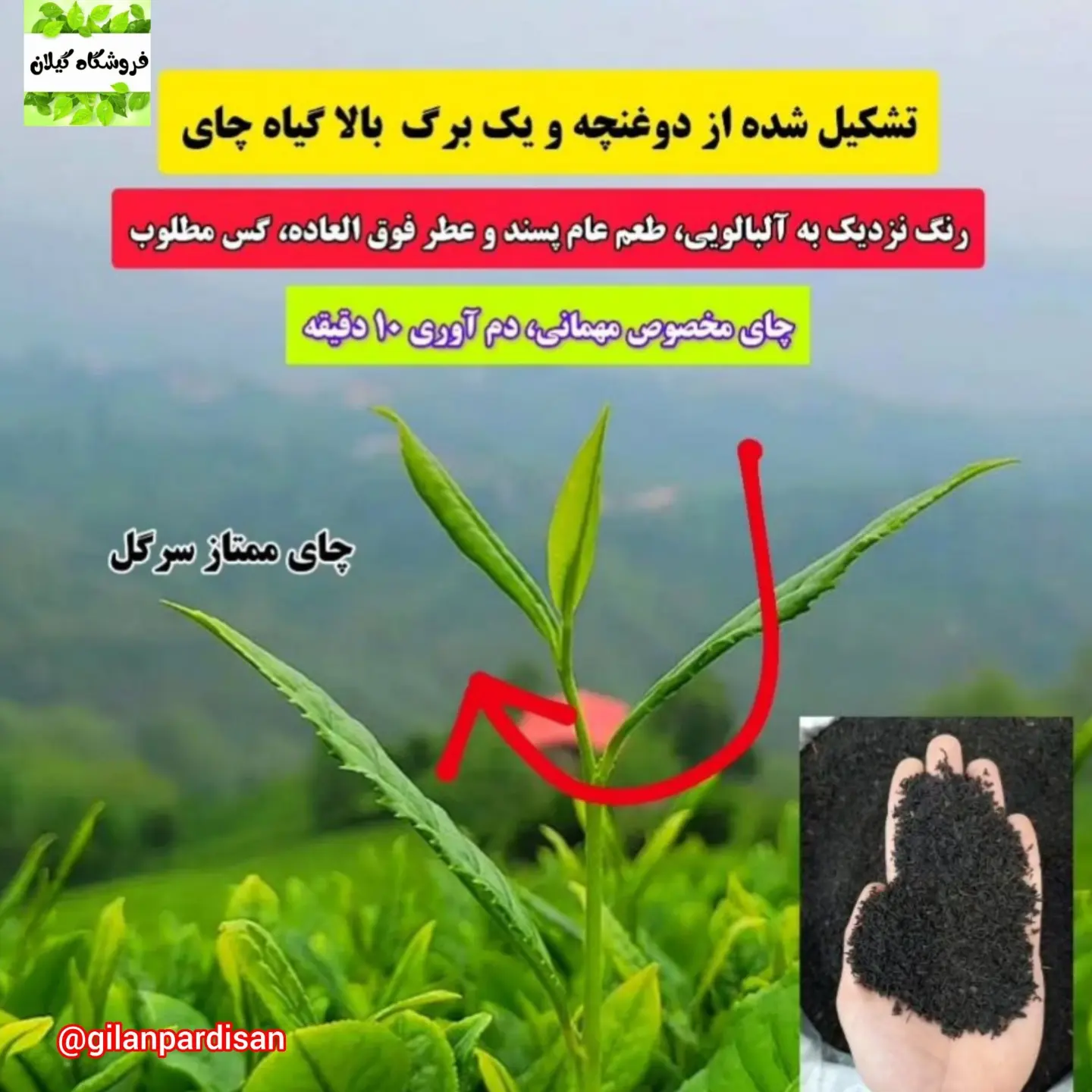 قیمت عمده چای سرگل ممتاز تابستانه فله