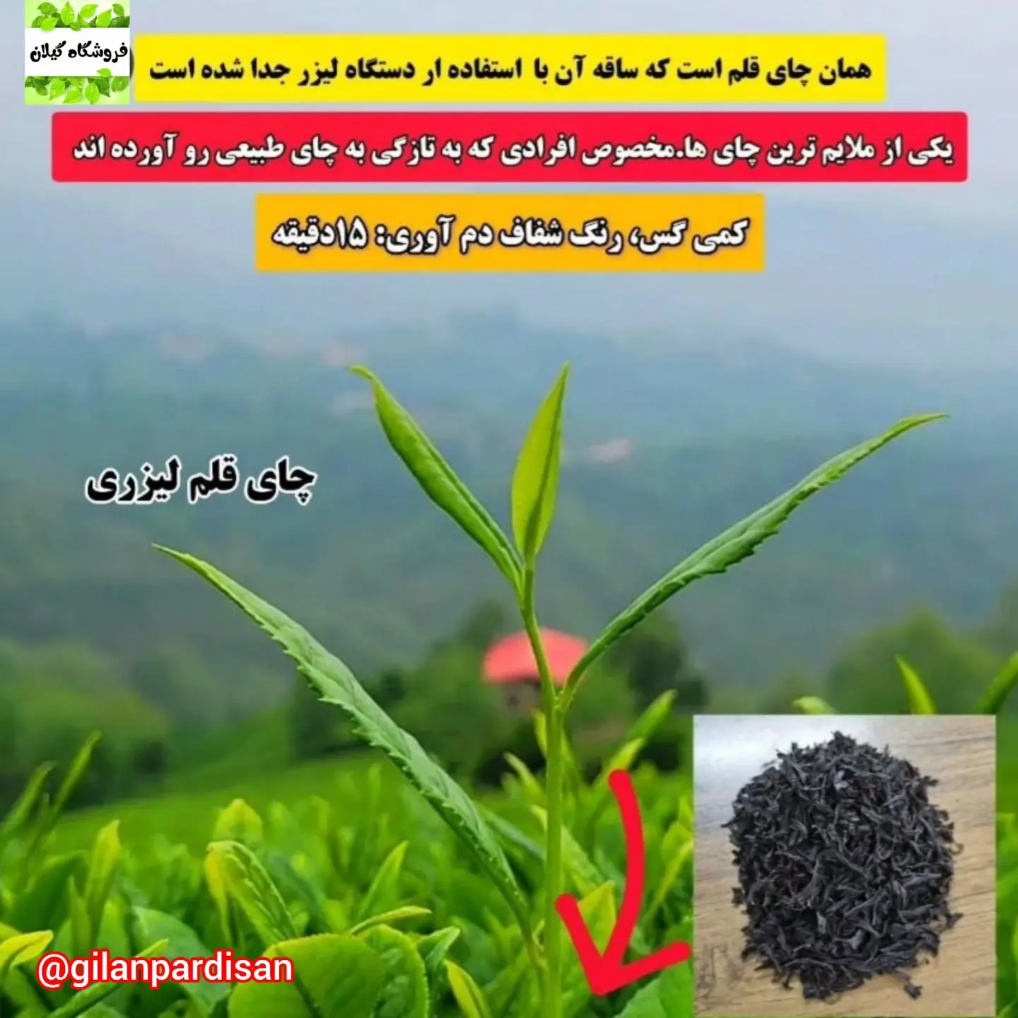 قیمت عمده چای قلم لیزری تابستانه فله