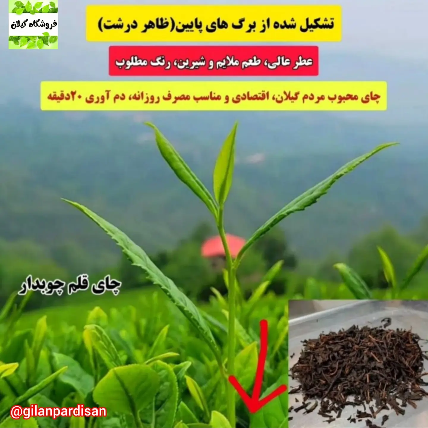 قیمت عمده چای قلم یک تابستانه فله