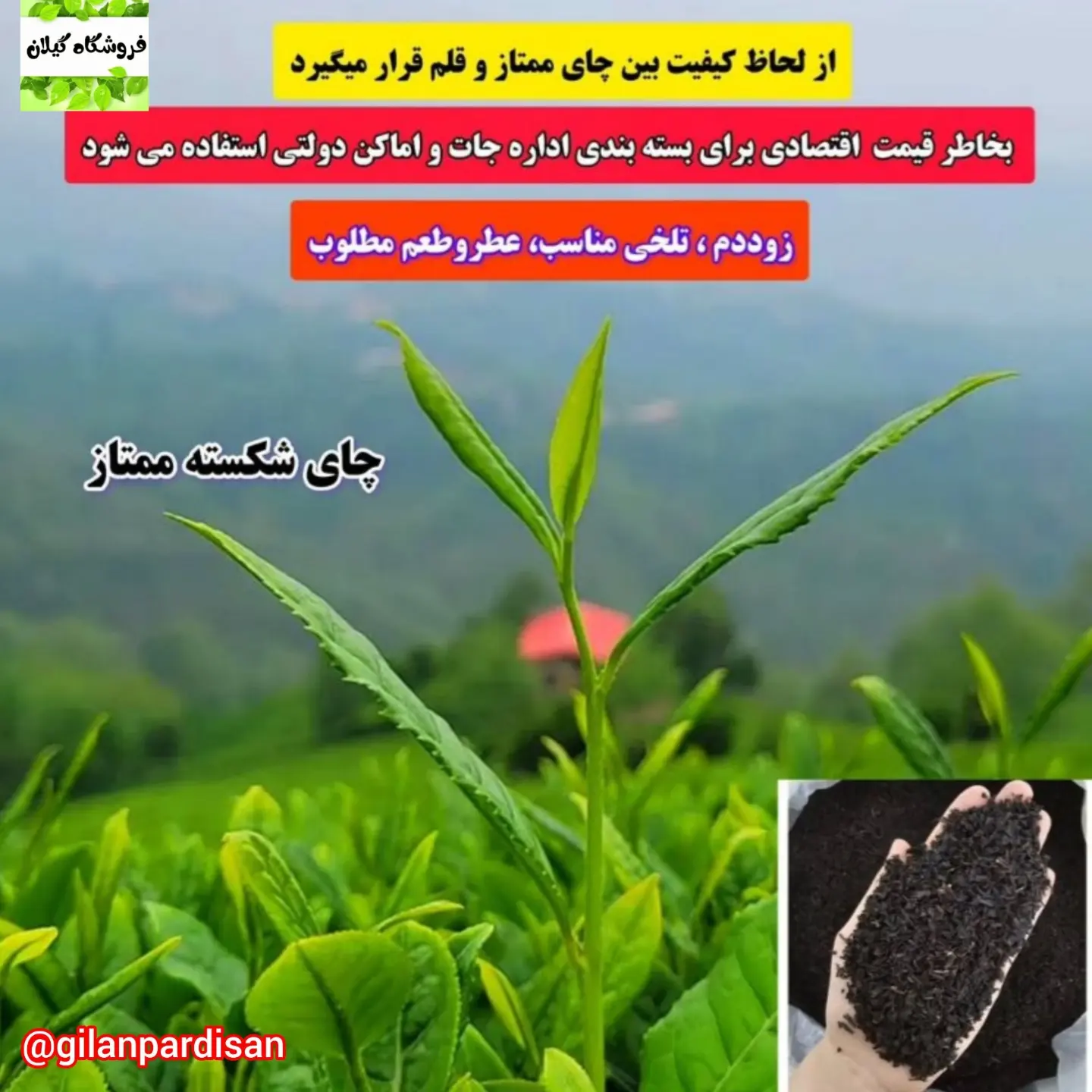 قیمت عمده چای شکسته ممتاز تابستانه فله