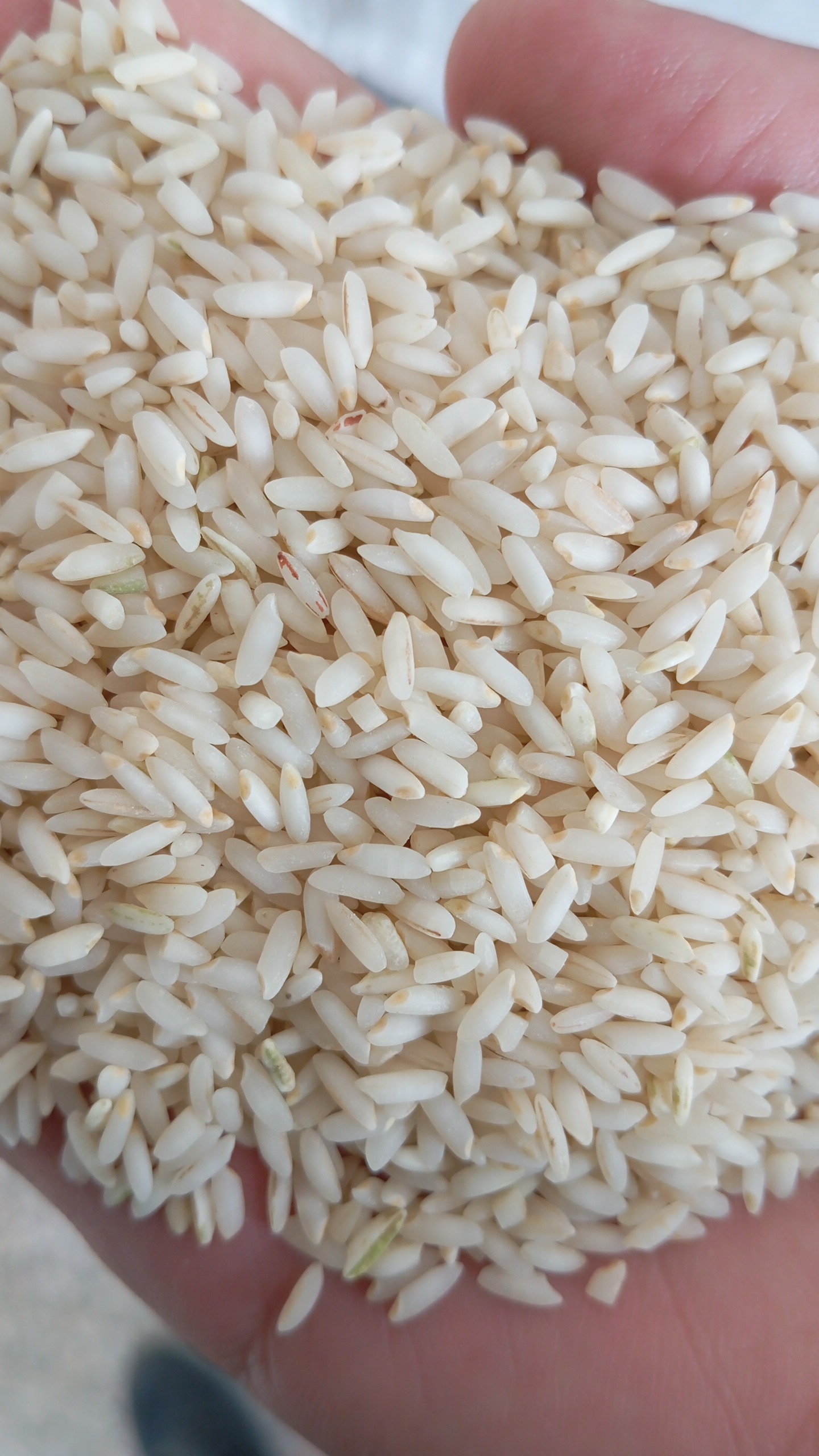 برنج اهوازی جنوب