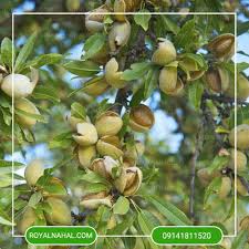 فروش بادام شاهرودی 12 + فروش عمده