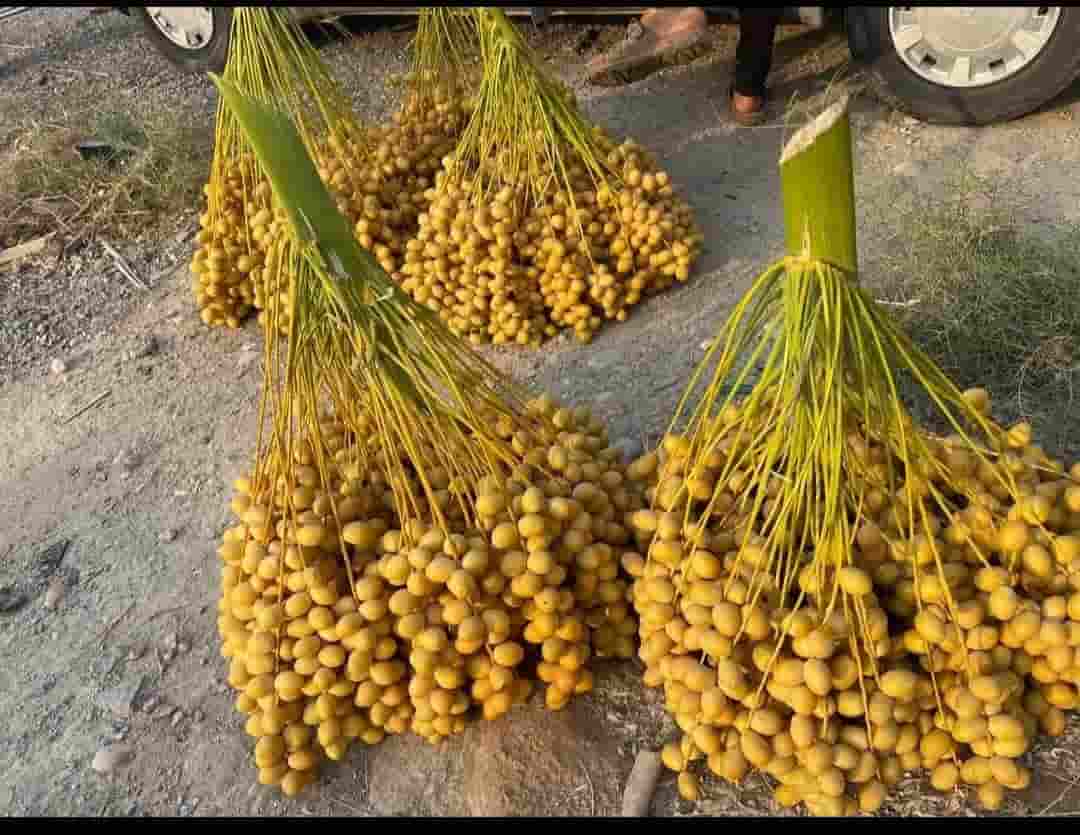 قیمت فروش خرما خارک تازه باورنکردنی