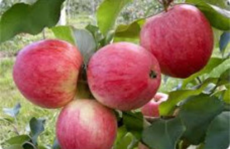 سیب سرخ درجه یک